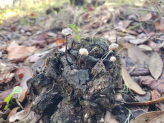 Poronia pileiformis