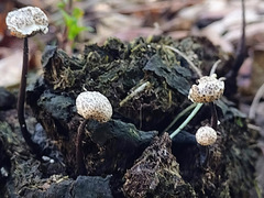 Poronia pileiformis