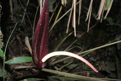 Anthurium caramantae