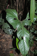 Anthurium caramantae
