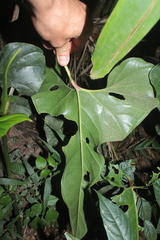 Anthurium caramantae