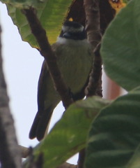 Pitangus sulphuratus