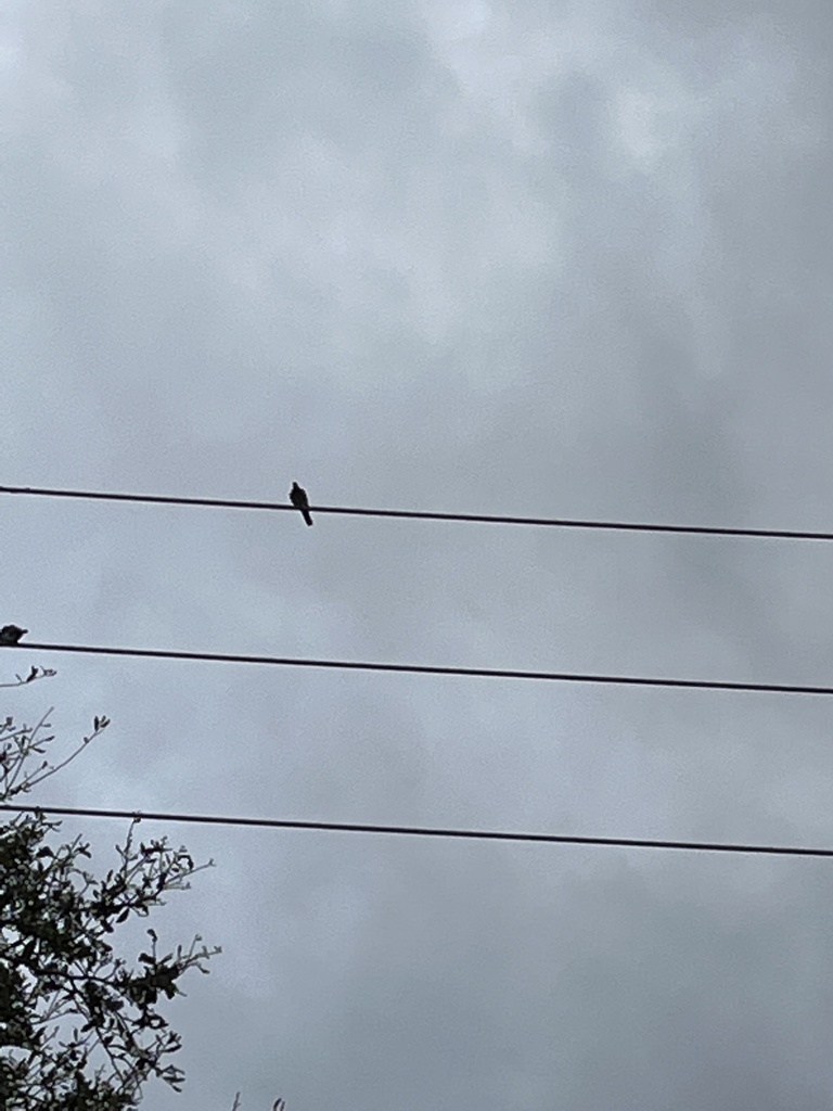 Eurasian CollaredDove from Louisiana St, Houston, TX, US on February 15, 2022 at 0432 PM by