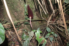 Anthurium caramantae