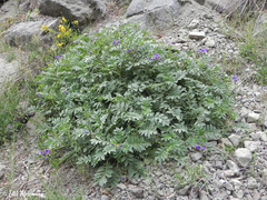 Solanum etuberosum