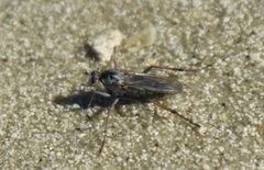 Hypocharassus pruinosus