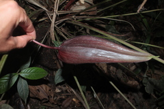 Anthurium caramantae