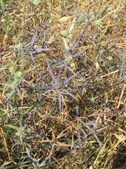 Eryngium creticum