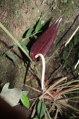 Anthurium caramantae