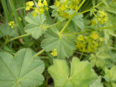 Alchemilla vulgaris