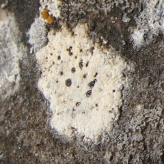 Bagliettoa baldensis