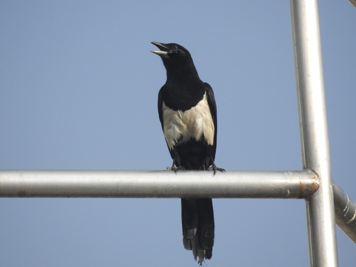 Pica serica