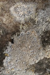 Bagliettoa calciseda