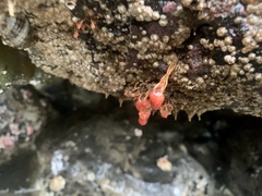 Ectopleura marina