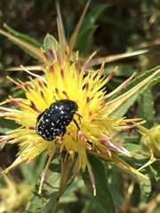 Oxythyrea noemi