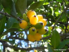 Tristerix verticillatus