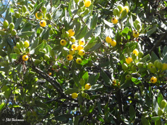 Tristerix verticillatus