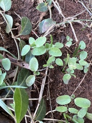 Magnoliopsida