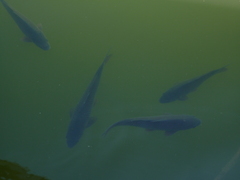 Cyprinus carpio