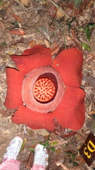 Rafflesia