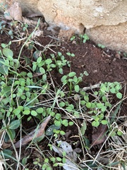 Magnoliopsida