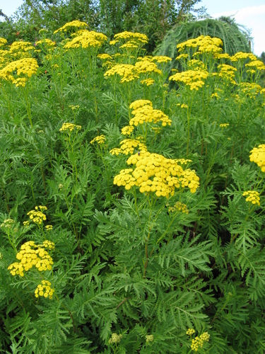 Common Tansy (Black Hills Invasive Plant Guide) · iNaturalist