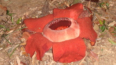 Rafflesia
