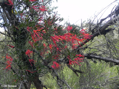 Tristerix verticillatus