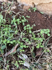 Magnoliopsida