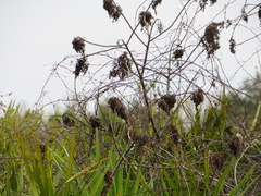 Rhus copallina image