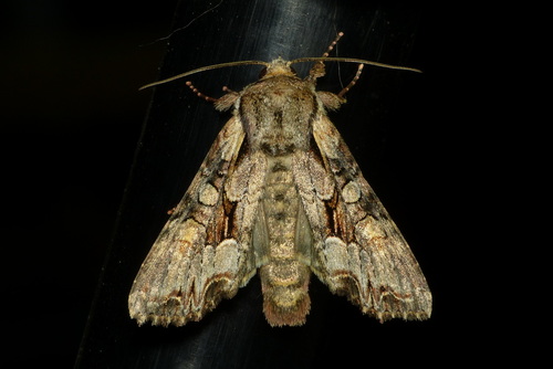 Light Brocade