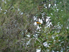 Rauenia bonariensis
