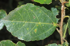 Alchornea latifolia