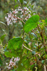 Begonia sartorii image