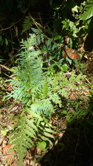 Selaginella willdenowii