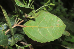 Alchornea latifolia