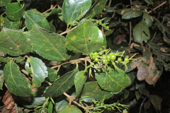 Alchornea latifolia