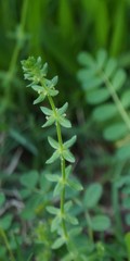 Cruciata pedemontana