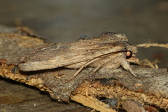 Lithophane semibrunnea