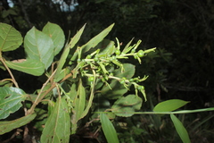 Alchornea latifolia