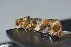 Lobesia reliquana