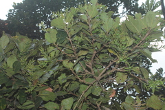Alchornea latifolia