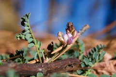 Astragalus cobrensis
