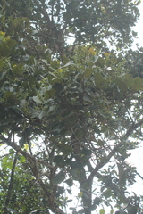 Alchornea latifolia
