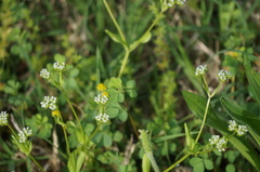 Valerianella radiata