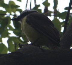 Pitangus sulphuratus