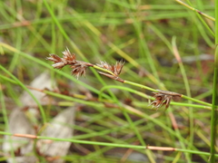 Sporadanthus interruptus