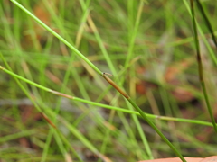 Sporadanthus interruptus