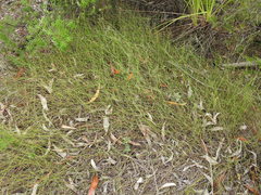 Sporadanthus interruptus