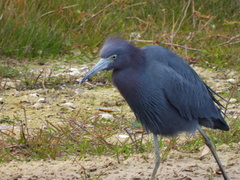 Egretta caerulea